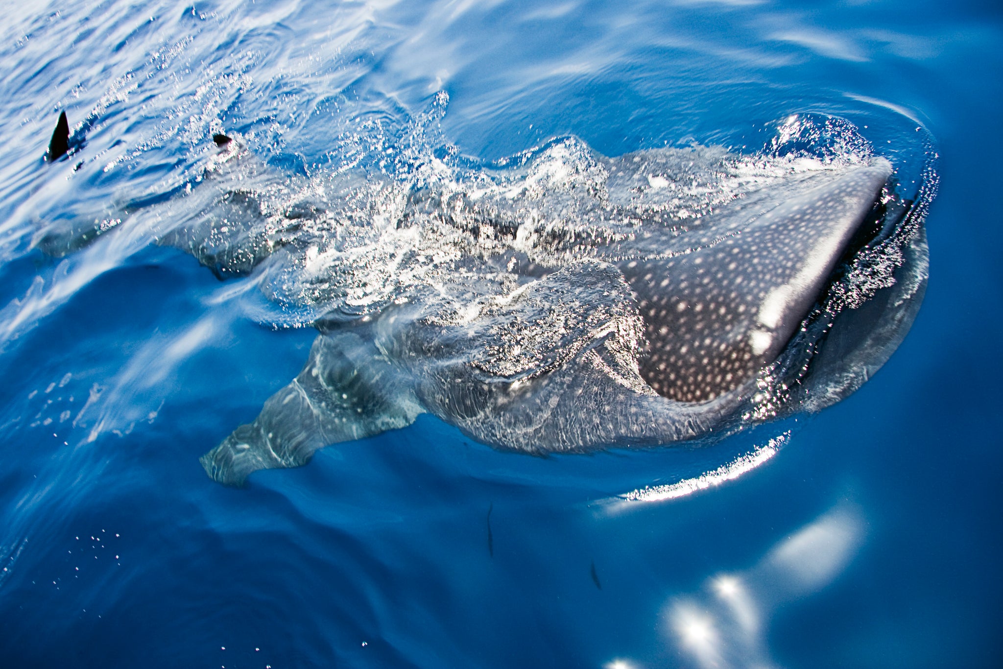 Oris Aquis Date Requin-baleine édition limitée